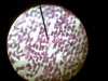 1274184736_foto032(small)