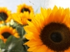 Sonnenblumen