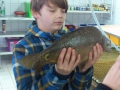 Fische_1