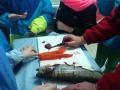 Fische_8